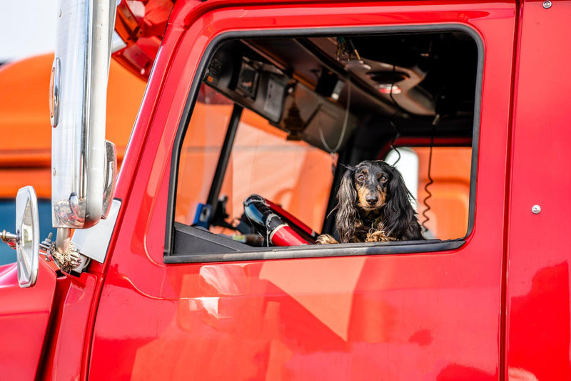 Trucker dog